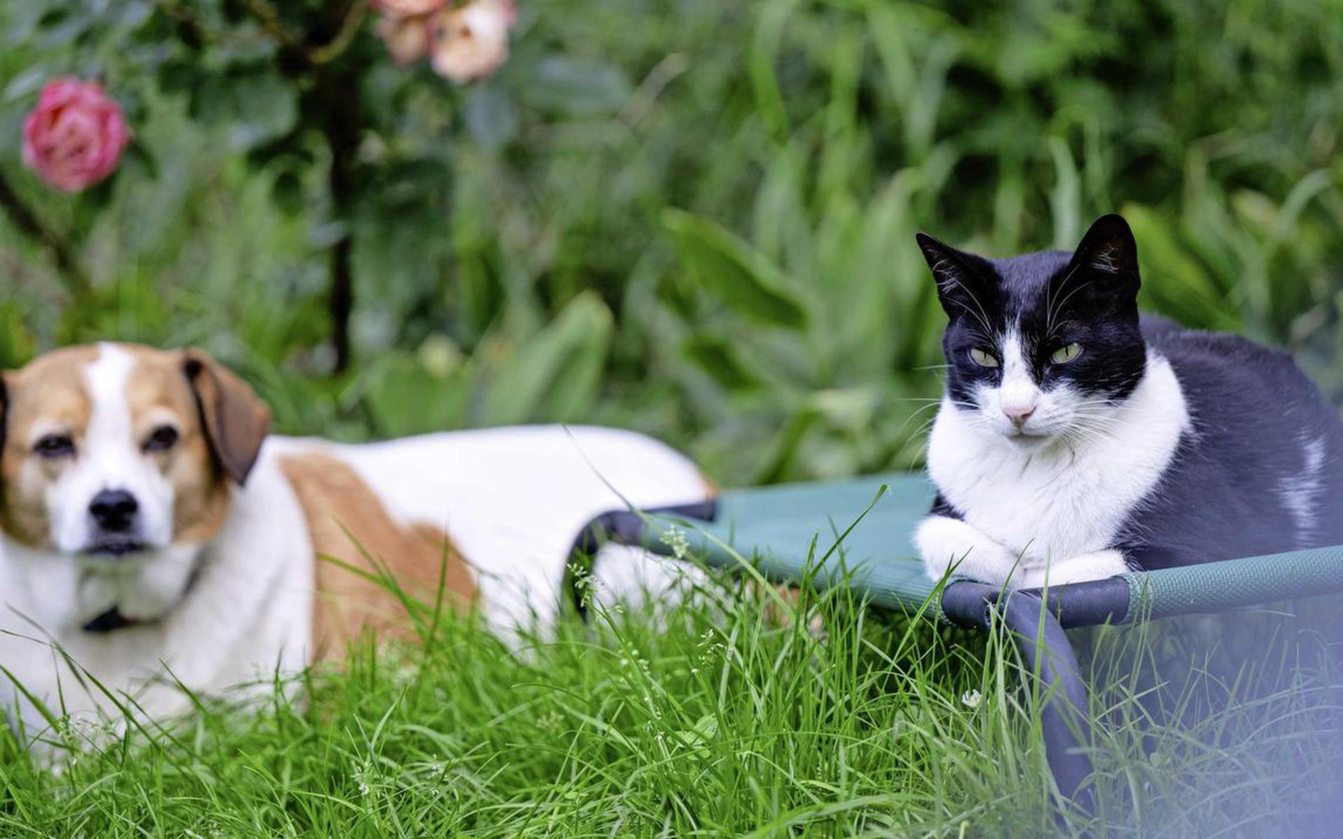 Simba Pablo En Otis Dit Zijn De Populairste Honden En Kattennamen